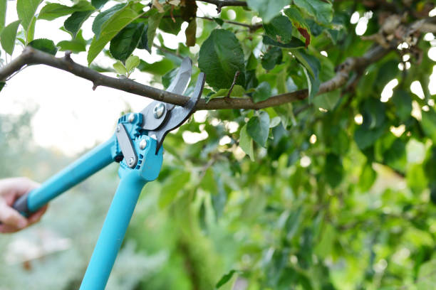 Tree Branch Trimming